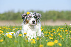lying Australian Shepherd