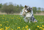 Australian Shepherd gives paw