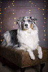 lying Australian Shepherd