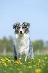 standing Australian Shepherd