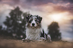 male Australian Shepherd