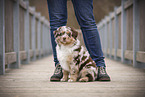 Australian Shepherd Puppy