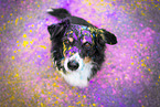 Australian Shepherd