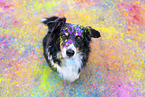 Australian Shepherd