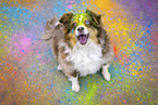 Australian Shepherd
