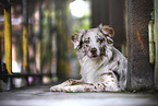 Australian Shepherd