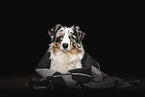 lying Australian Shepherd