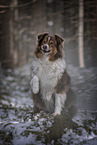 Australian Shepherd in winter