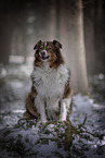 Australian Shepherd in winter