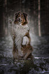 Australian Shepherd in winter