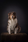 sitting Australian Shepherd