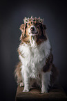 sitting Australian Shepherd