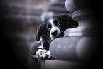 Australian Shepherd