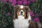 Australian Shepherd
