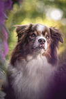 Australian Shepherd