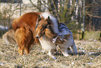 2 dogs