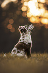 young Australian Shepherd