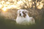male Australian Shepherd