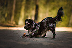 adult Australian Shepherd