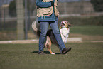 Australian Shepherd at training