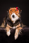 Australian Shepherd in studio