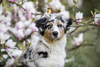 young Australian Shepherd