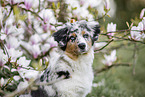 young Australian Shepherd