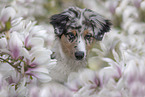 young Australian Shepherd