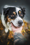 sitting Australian Shepherd