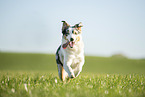 adult Australian Shepherd