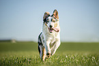 adult Australian Shepherd