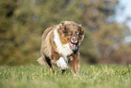 adult Australian Shepherd