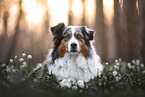 female Australian Shepherd