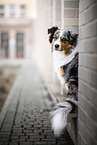 female Australian Shepherd