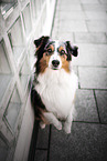 female Australian Shepherd