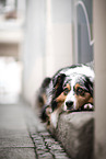 female Australian Shepherd