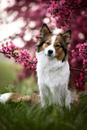 female Australian Shepherd