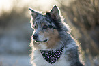 adult Australian Shepherd