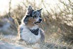 adult Australian Shepherd