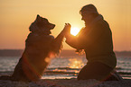 adult Australian Shepherd