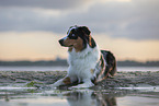 adult Australian Shepherd