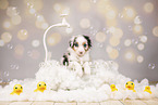 Australian Shepherd Puppy