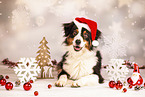adult Australian Shepherd