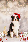 adult Australian Shepherd