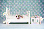 Australian Shepherd Puppy