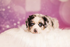Australian Shepherd Puppy