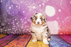 Australian Shepherd Puppy