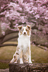 adult Australian Shepherd