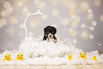 Australian Shepherd Puppy