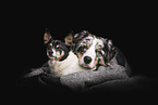 2 dogs